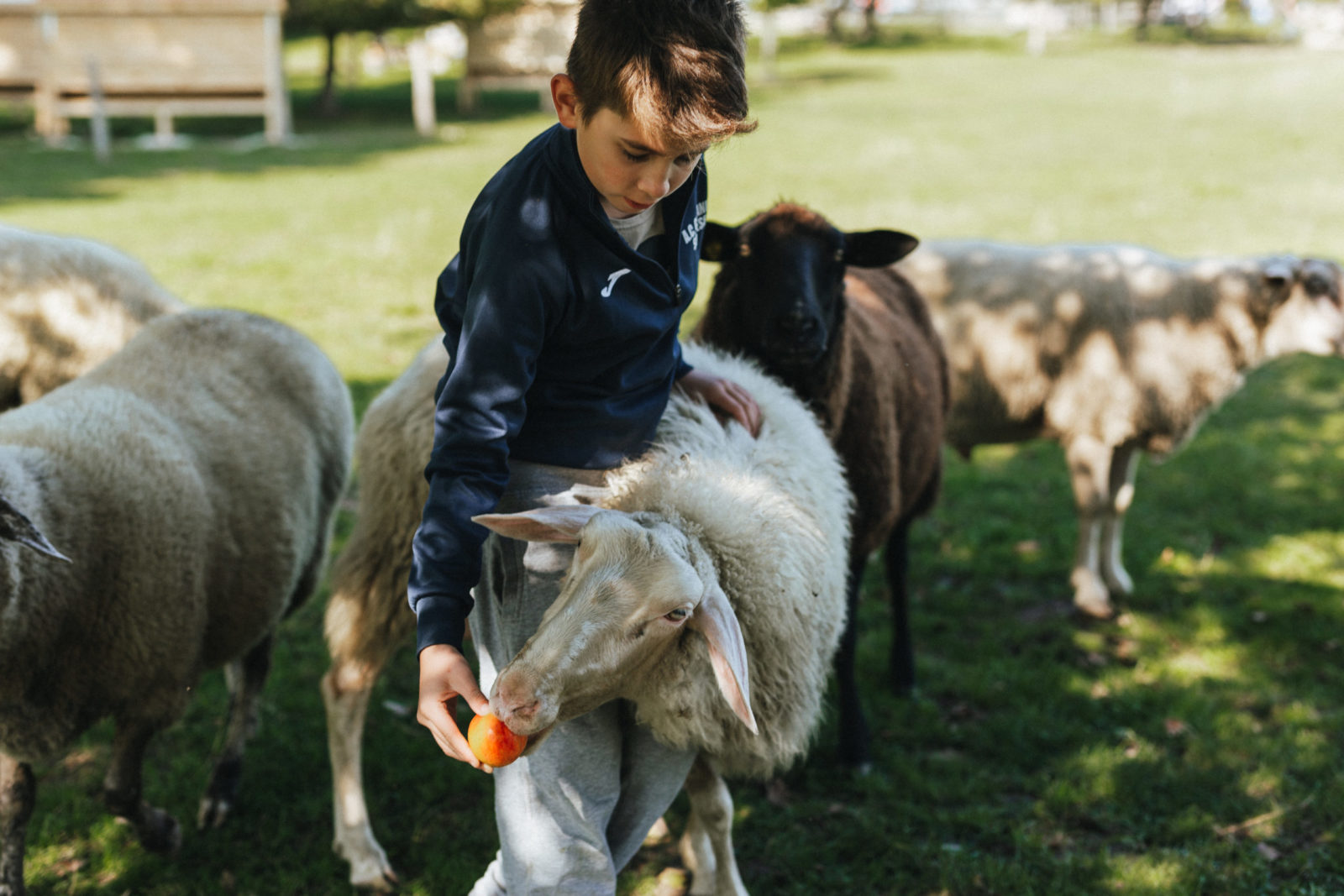 Chlapec kŕmi ovcu